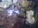 [TodoMarino.com] Nuevo en esto - acuario 104 litros