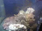 [TodoMarino.com] Nuevo en esto - acuario 104 litros