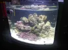 [TodoMarino.com] Nuevo en esto - acuario 104 litros