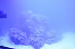 [TodoMarino.com] Acuario Marino 1.0