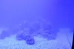 [TodoMarino.com] Acuario Marino 1.0
