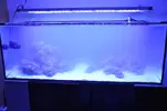 [TodoMarino.com] Acuario Marino 1.0