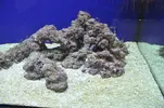 [TodoMarino.com] Madurando el acuario