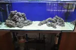 [TodoMarino.com] Madurando el acuario