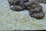 [TodoMarino.com] Madurando el acuario