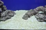 [TodoMarino.com] Madurando el acuario