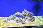 [TodoMarino.com] Acuario Marino 1.0