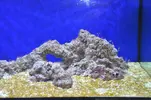 [TodoMarino.com] Acuario Marino 1.0