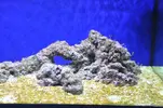 [TodoMarino.com] Acuario Marino 1.0