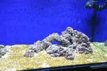 [TodoMarino.com] Acuario Marino 1.0