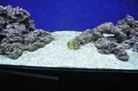 [TodoMarino.com] Acuario Marino 1.0