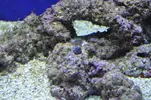 [TodoMarino.com] Acuario Marino 1.0