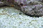 [TodoMarino.com] Acuario Marino 1.0