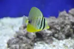 [TodoMarino.com] Acuario Marino 1.0