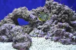 [TodoMarino.com] Acuario Marino 1.0