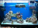 [TodoMarino.com] Poner aquí la foto de vuestro acuario...