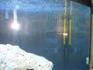 [TodoMarino.com] Acuario Diegosevilla