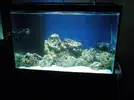 [TodoMarino.com] Proyecto de Reef de 200 l.