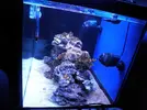 [TodoMarino.com] Proyecto de Reef de 200 l.