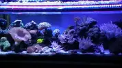 [TodoMarino.com] Poner aquí la foto de vuestro acuario...