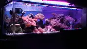 [TodoMarino.com] Poner aquí la foto de vuestro acuario...