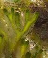 [TodoMarino.com] Presentación y duda acuario autóctono cádiz