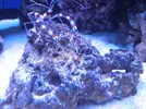 [TodoMarino.com] Proyecto de Reef de 200 l.