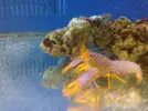 [TodoMarino.com] langosta de arrecife