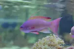 [TodoMarino.com] Visita a Coral Reef B 10/09/11 ( FOTOS )