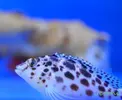 [TodoMarino.com] Visita a Coral Reef B 10/09/11 ( FOTOS )