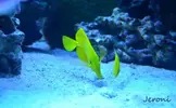 [TodoMarino.com] Visita a Coral Reef B 10/09/11 ( FOTOS )