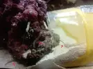 [TodoMarino.com] gusanos de fuego
