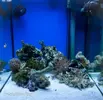 [TodoMarino.com] Poner aquí la foto de vuestro acuario...