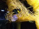 [TodoMarino.com] Visita a Coral Reef B 10/09/11 ( FOTOS )
