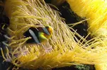 [TodoMarino.com] Visita a Coral Reef B 10/09/11 ( FOTOS )