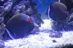 [TodoMarino.com] consejitos sobre mantenimiento de chaetodon collare?