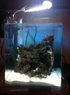 [TodoMarino.com] Mi pequeño pico reef