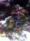 [TodoMarino.com] Mi pequeño pico reef