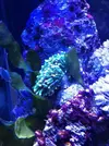 [TodoMarino.com] Mi pequeño pico reef