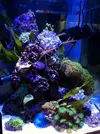 [TodoMarino.com] Mi pequeño pico reef