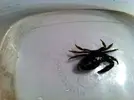 [TodoMarino.com] Cazador cazado