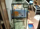 [TodoMarino.com] Tempranilloreef  (adoptado )