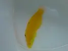 [TodoMarino.com] Nueva llegada de peces e invertebrados