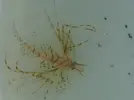 [TodoMarino.com] Nueva llegada de peces e invertebrados