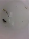 [TodoMarino.com] Nueva llegada de peces e invertebrados