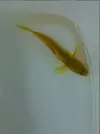 [TodoMarino.com] Nueva llegada de peces e invertebrados
