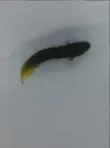 [TodoMarino.com] Nueva llegada de peces e invertebrados