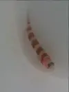 [TodoMarino.com] Nueva llegada de peces e invertebrados