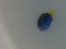 [TodoMarino.com] Nueva llegada de peces e invertebrados
