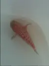 [TodoMarino.com] Nueva llegada de peces e invertebrados